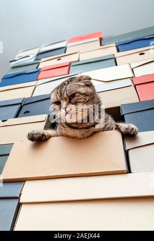 Scottish Fold chat mécontent a grimpé dans une pile de boîtes à chaussures pliée et regarde avec colère. Banque D'Images