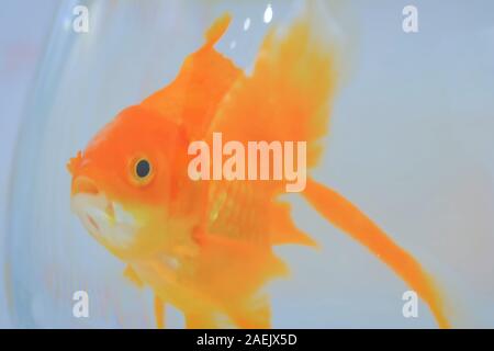 Goldfish swimming around in bowl Banque D'Images