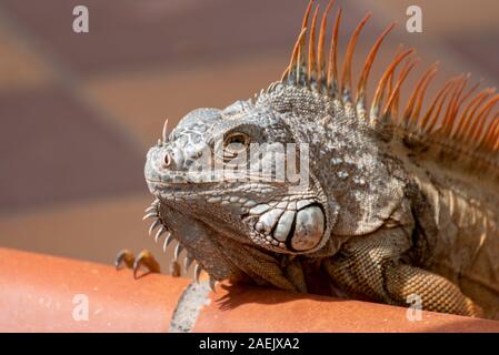 Un seul green Iguana dans un palmier dans un parc naturel de l'Amérique du Sud sauvage de l'environnement. Banque D'Images