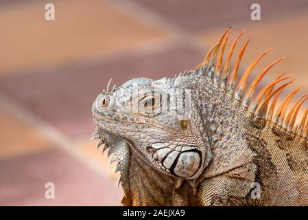 Un seul green Iguana dans un palmier dans un parc naturel de l'Amérique du Sud sauvage de l'environnement. Banque D'Images