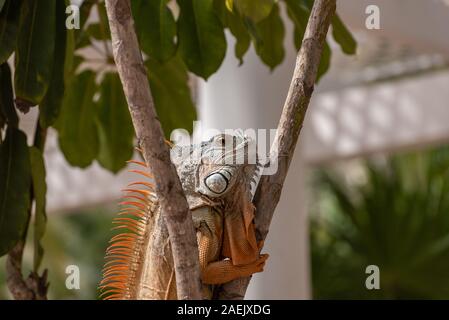 Un seul green Iguana dans un palmier dans un parc naturel de l'Amérique du Sud sauvage de l'environnement. Banque D'Images