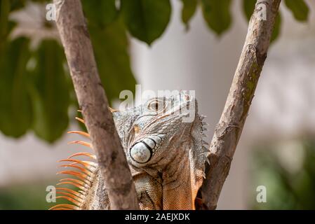 Un seul green Iguana dans un palmier dans un parc naturel de l'Amérique du Sud sauvage de l'environnement. Banque D'Images