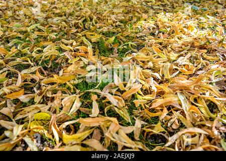Fleurs jaunies tombées de tilleul sur pelouse avec peu d'herbe verte. Linden médicinaux fleurs sèches couvrir le terrain Banque D'Images
