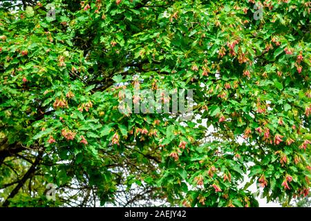 Acer tataricum crone avec graines ailées. L'érable tatar, feuillages et fruits de l'érable de Tartarie closeup Banque D'Images
