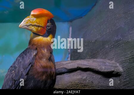 Portrait of philippine hornbill Banque D'Images