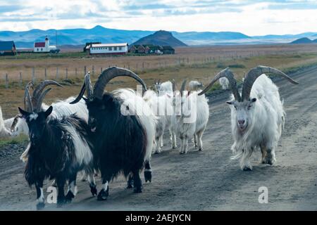 Troupeau de chèvres marcher le long de la route, près de l'Islande, Mrudalur Banque D'Images