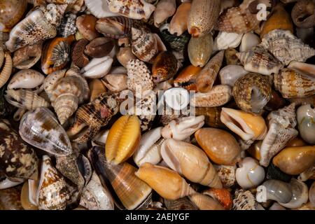 Ensemble de coquillages tropicaux Banque D'Images