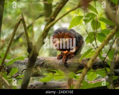 Un Golden Lion Tamarin à tête de manger de la nourriture dans les arbres à l'Apenheul aux Pays-Bas. Banque D'Images