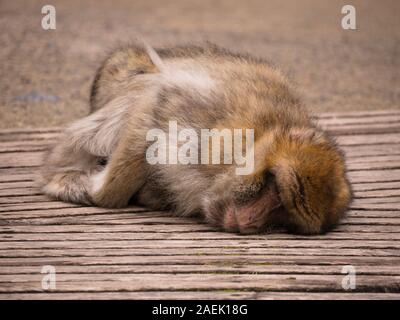 Un Macaque de Barbarie dormir sur une passerelle à l'Apenheul aux Pays-Bas. Banque D'Images