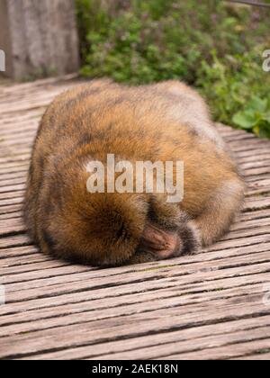 Un Macaque de Barbarie dormir sur une passerelle à l'Apenheul aux Pays-Bas. Banque D'Images