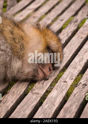 Un Macaque de Barbarie dormir sur une passerelle à l'Apenheul aux Pays-Bas. Banque D'Images