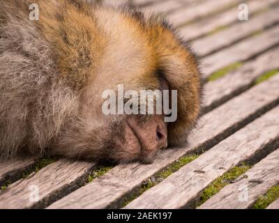 Un Macaque de Barbarie dormir sur une passerelle à l'Apenheul aux Pays-Bas. Banque D'Images