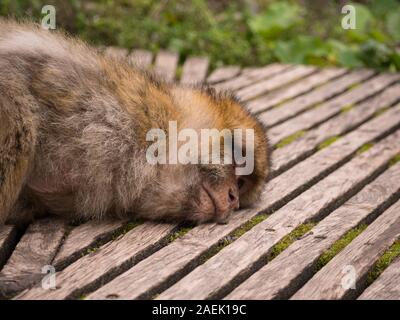 Un Macaque de Barbarie dormir sur une passerelle à l'Apenheul aux Pays-Bas. Banque D'Images