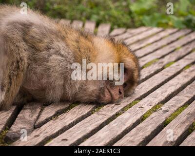 Un Macaque de Barbarie dormir sur une passerelle à l'Apenheul aux Pays-Bas. Banque D'Images