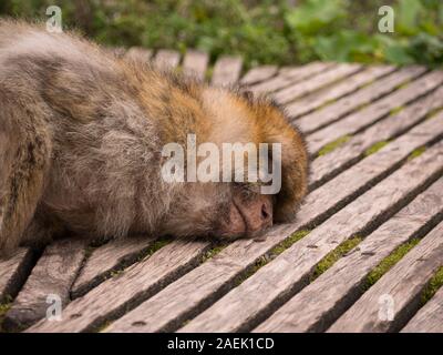 Un Macaque de Barbarie dormir sur une passerelle à l'Apenheul aux Pays-Bas. Banque D'Images