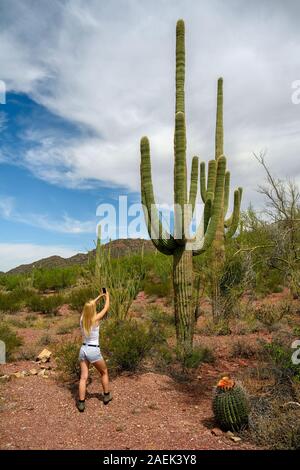 Les amoureux de nature photographier le saguaro cactus (Carnegiea gigantea) avec son téléphone portable appareil photo de Saguaro National Park, Arizona, USA Banque D'Images