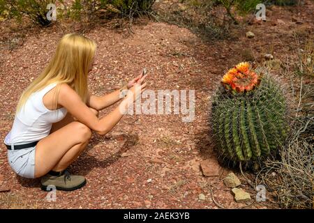 Les amoureux de nature photographier le saguaro cactus (Carnegiea gigantea) avec son téléphone portable appareil photo de Saguaro National Park, Arizona, USA Banque D'Images