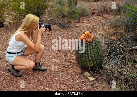 Les amoureux de nature photographier le saguaro cactus (Carnegiea gigantea) avec son appareil photo professionnel de Saguaro National Park, Arizona, USA Banque D'Images