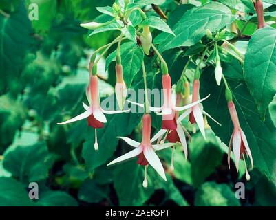 Fuchsia Mme Lovell Swisher est une bush fuchsia qui fleurit en été idéal en plein soleil ou ombre partielle et est à moitié hardy. Banque D'Images