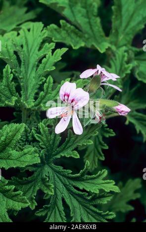 Pelargonium Graveolens (jardins de rose géranium) (doux parfum du géranium). Une plante buissonnante vivace à feuilles persistantes parfumées de citron c'est le gel d'offres. Banque D'Images