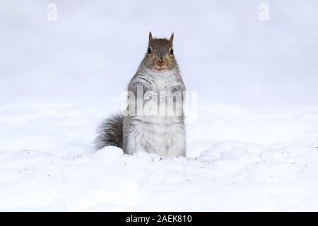 L'écureuil gris sur une journée d'hiver à la recherche de nourriture dans la neige Banque D'Images