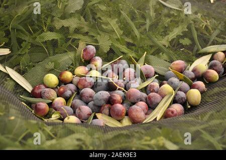 La récolte des olives fraîches sur les moustiquaires Banque D'Images