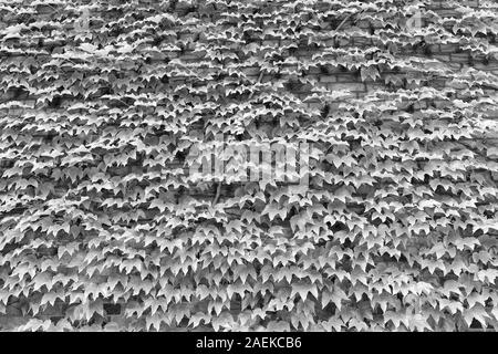 La couverture végétale peuvent isoler et climatiser le bâtiment. Lierre sur le mur. La surface de feuilles vertes. Mur de lierre vert. Ivy en croissance ou d'autres grimpeurs jusqu'édifice peut avoir de nombreux avantages. Banque D'Images