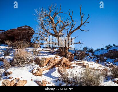 Un vieil arbre mort Juniper dans Arches National Park, Utah, USA. Banque D'Images