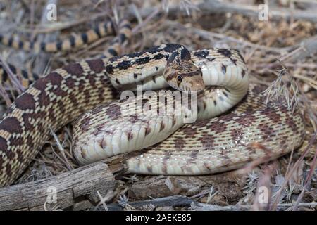 Couleuvre à nez mince du Grand Bassin Banque D'Images