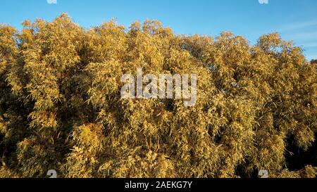 La couronne d'une rivière Red Gum Tree in Flower, la fin de l'après-midi la lumière. Banque D'Images