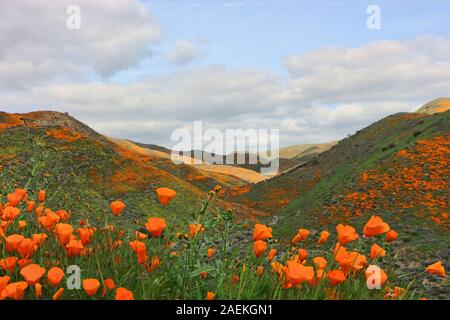 Super bloom de Californie fleurs de pavot sauvage dans le lac Mathews Estelle Mountain, CA, USA, Mars 2019 Banque D'Images