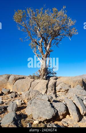 Khejri tree (Prosopis cineraria) entre les rochers, hauts plateaux, montagnes, Hadschar province annonce Dakhiliyah, Oman Banque D'Images