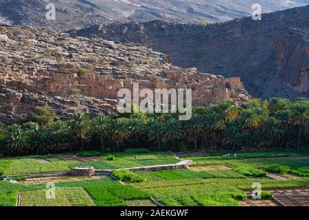 Oasis, champs agricoles et la palmeraie en face de ruines d'Riwaygh comme Safil, Ad Dakhiliyah Province, Oman Banque D'Images