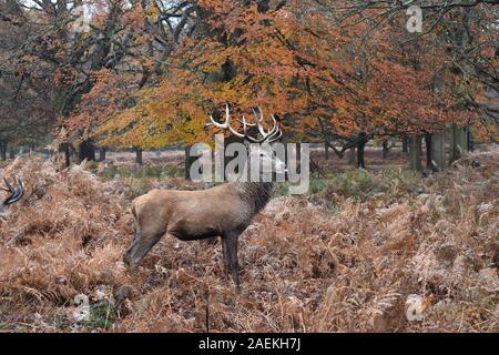 Cerf rouge Cervus elaphus chez des animaux sauvages imprévisibles qui se déplacent librement dans le parc Richmond. Les stags antilers sont la caractéristique la plus distinctive de l'espèce Banque D'Images