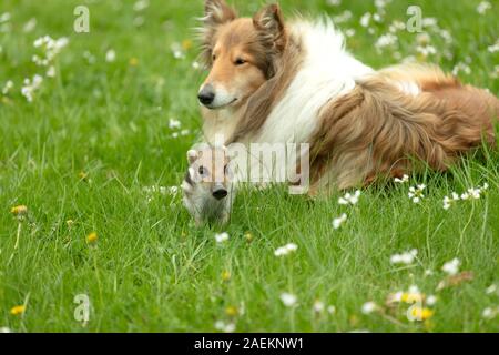 Les sangliers jouant avec Collie sur une prairie au printemps Banque D'Images