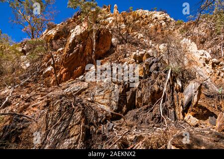 Les répercussions de la Jan 2019 de brousse et des repousses successives dans les West MacDonnell Ranges et les effets dévastateurs dans le gouffre. zone Stanley Banque D'Images