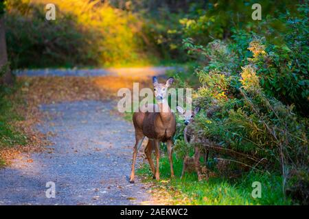 Mère et le faon Cerf de Virginie sur un sentier au coucher du soleil dans l'Ontario, Canada Banque D'Images