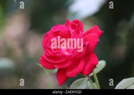 Grand buisson de roses rouges sur un fond de nature.rose rouge fleur qui s'épanouit dans le jardin de roses sur fond de fleurs roses rouge Banque D'Images