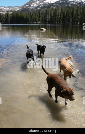 Quatre chien qui court sur un quai dans le lac l'eau Banque D'Images