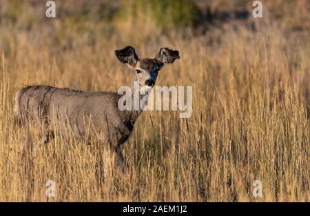 Une Mule Deer Doe avec les oreilles tombantes Banque D'Images