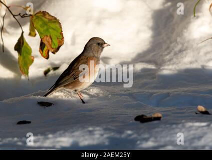 Dark-eyed Junco se nourrir dans la neige Banque D'Images