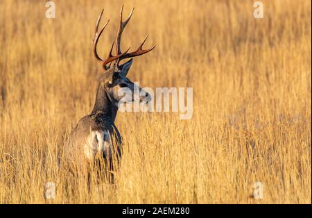 Un Grand Cerf mulet Buck avec tout nouveau bois Banque D'Images