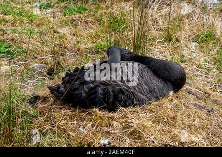 Regal à col long cygne noir assis sur son nid Banque D'Images