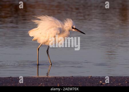 Forme blanche de l'Aigrette garzette (Egretta rufescens rougeâtre) pêche dans la lumière au coucher du soleil Banque D'Images