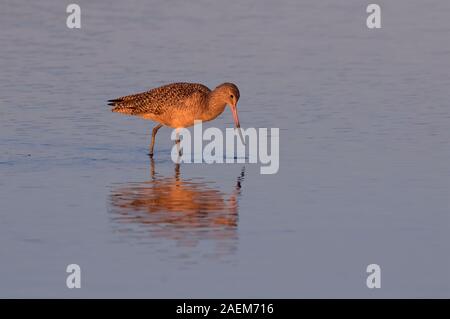 La Barge marbrée (Limosa fedoa) se nourrissant dans les marais de marée, Galveston, Texas, États-Unis Banque D'Images