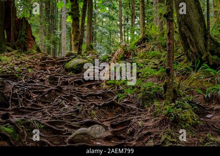 Exposés des racines aériennes torsadées noueux de pins qui poussent sur une pente d'une colline à Lynn Canyon Park forest à Vancouver, Canada Banque D'Images