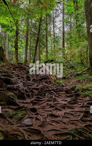 Exposés des racines aériennes torsadées noueux de pins qui poussent sur une pente d'une colline à Lynn Canyon Park forest à Vancouver, Canada Banque D'Images