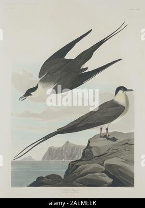 Robert Havell après John James Audubon, Arctique Jager, 1835, 1835 ; Jager de l'Arctique date Banque D'Images