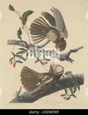 Robert Havell après John James Audubon, Chuck s'est veuve, 1829, la veuve de Chuck va ; date de 1829 Banque D'Images