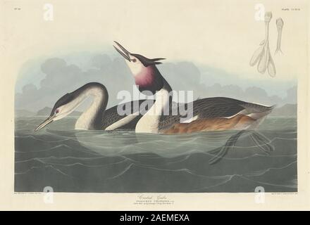 Robert Havell après John James Audubon, grèbe huppé, grèbe huppé, 1836 ; date de 1836 Banque D'Images